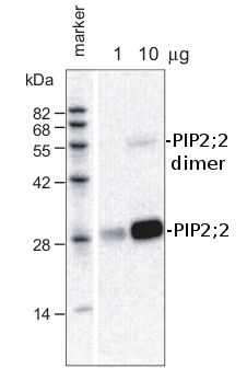 western blot using anti-PIP2;2 antibodies 